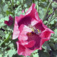 Poppy
