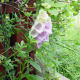 Digitalis (foxglove)