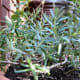 Rosemary