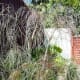 Bronze Fennel