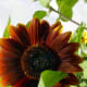 Sunflower in Organic Garden