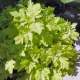 Feverfew