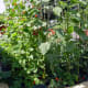Medieval Style Vegetable Garden