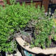Thyme