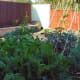 Organic Vegetable Garden