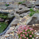 Alpine plants next to the wildlife pond