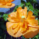 Poppy