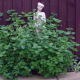 Mint and statue