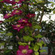 Clematis