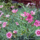 Pinks Dianthus plumarius