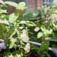 Lemon Balm
