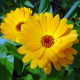 Marigolds