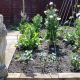 medieval-garden