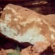 The white in the rock is vegetative in origin.