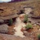 One could walk into any arroyo in these parts and find petrified wood in Canyonlands National Park.
