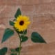 Desert sunflower near the petroglyphs