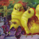 Yellow baby Easter chicks with violets