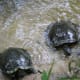 These 2 males race for the bread. Old turtle is in the lead...