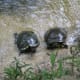 Young turtle comes up from behind so they both get a piece.