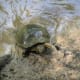 Long claws and a big red mark show that this turtle is a male.