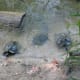 There are often 3-4 turtles on the sandbar by the shore each morning.