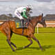 how-to-photograph-horses