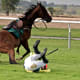 how-to-photograph-horses
