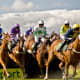 how-to-photograph-horses