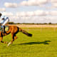 how-to-photograph-horses
