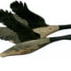 Pair of Geese