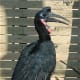 Africa area Abyssinian Ground Hornbill from meskerparkzoo.com