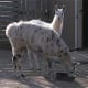 Tropic America area Llama from meskerparkzoo.com