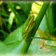 Green Tree Frog from wesselmannaturesociety.org