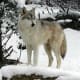 North America area Timber Wolf from mexkerparkzoo.com