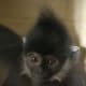 Discovery Area Tonkin Leaf Monkey from meskerparkzoo.com