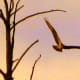 Osprey at Hovey Lake from wordpress.com