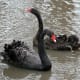 Tropic America area Black Swans from meskerparkzoo.com