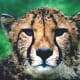 Africa area Cheetah from meskerparkzoo.com