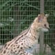 Discovery Area Serval from meskerparkzoo.com
