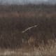 Blue Grass Fish and Wildlife, Short-earred Owl from flicker.com