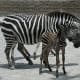 African Rift area Zebra from meskerparkzoo.com