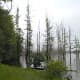 Cypress Trees at Hovey Lake from Indiana.edu