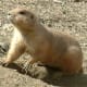 North America area Prairie Dog from meskerparkzoo.com