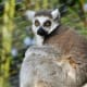 African Rift area Ring Tailed Lemur from meskerparkzoo.com
