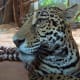 Amazonia area Jaguar from meskerparkzoo.com