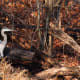 Wildlife at Burdette Park, a Heron from canongurl.com
