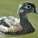 Wood Duck seen on Pigeon Creek from wesselmannaturesociety.org