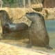 Asia and Australia area Otters from meskerparkzoo.com
