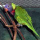 Asia and Australia area Rainbow Lorikeet from meskerparkzoo.com