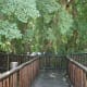 The walkway into the heart of the tree.